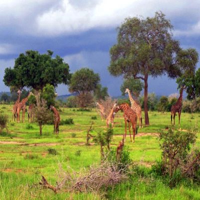 Mikumi National Park