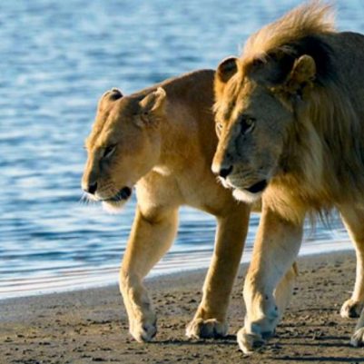 Saadani National Park