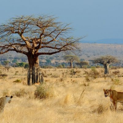 Ruaha National Park